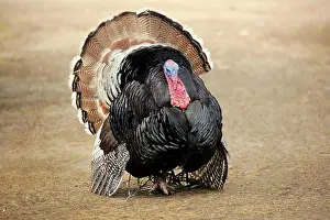 Parndana: Wild Turkey, adult male courting, Parndana, Kangaroo