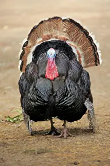 Parndana: Wild Turkey, adult male courting, Parndana, Kangaroo