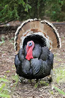 Parndana: Wild Turkey, adult male courting, Parndana, Kangaroo