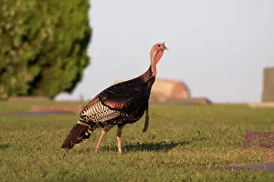 Gallopavo: Wild Turkey in a cemetery
