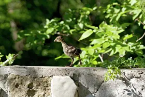 Gamebird: Wild Turkey chick