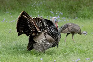 Intermedia: Wild Turkey Displaying