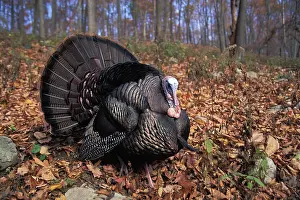 Gobbler: Wild Turkey Displaying