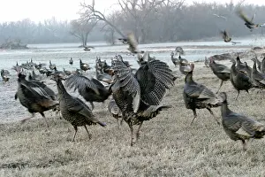 Geuda: Wild Turkey Flock