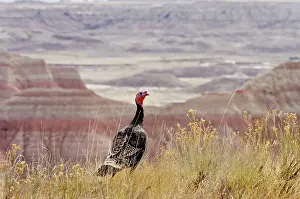 Gobbler: Wild Turkey - gobbler