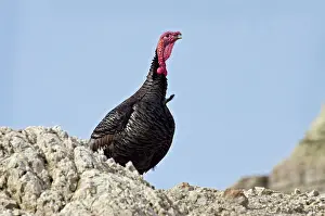 Gobbler: Wild Turkey - gobbler
