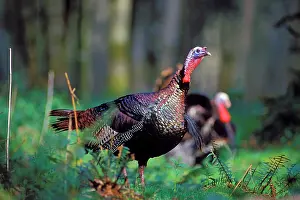 Gobbler: Wild Turkey gobbler in spring