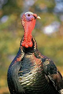 Gobbler: Wild Turkey gobbler in spring