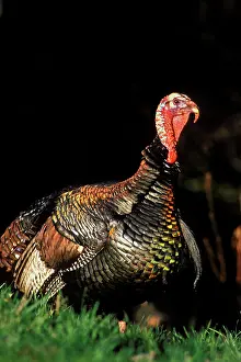 Gobbler: Wild Turkey gobbler in spring