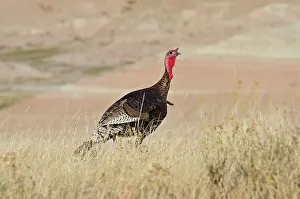 Gobbler: Wild Turkey - gobbler - Spring