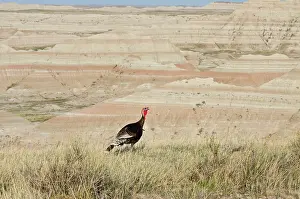 Gobbler: Wild Turkey - gobbler - spring