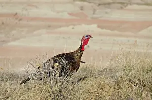 Gobbler: Wild Turkey - gobbler - spring