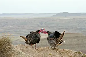 Gobblers: Wild Turkey - two gobblers having a dominance conflict