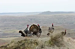 Strutting: Wild Turkey - two gobblers strutting before a couple