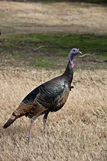 Texan: Wild Turkey Hen