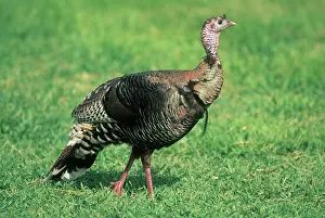 Dakota: Wild Turkey Hen