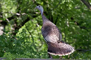 Gamebird: Wild Turkey hen on stone fence