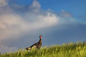 Gamebird: Wild turkey hen in Theodore Roosevelt National Park, North
