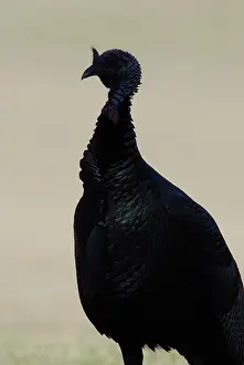 Myrtle: Wild Turkey Male