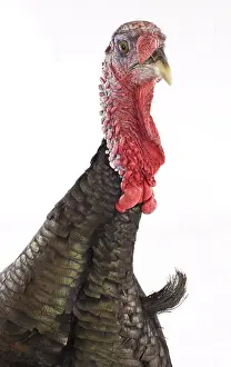 Wattles: Wild Turkey male in studio