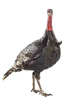 Wattles: Wild Turkey male in studio