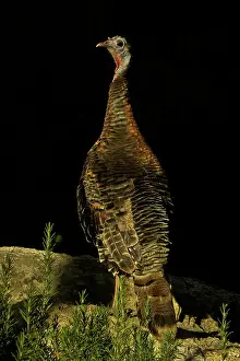 Meleagris: Wild Turkey (Meleagris gallopavo)