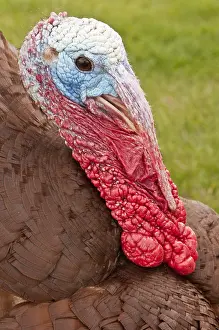 Dakota: Wild Turkey (Meleagris gallopavo), male, Custer