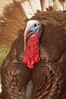 Dakota: Wild Turkey (Meleagris gallopavo), male, Custer