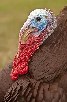 Dakota: Wild Turkey (Meleagris gallopavo), male, Custer