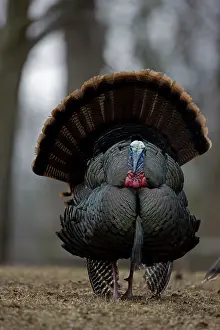 Nuts: Wild Turkey (Meleagris gallopavo) - Male in display