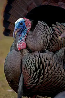 Nuts: Wild Turkey (Meleagris gallopavo) - Male in display