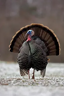 Nuts: Wild Turkey (Meleagris gallopavo) - Male in display