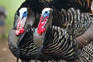 Beard: Wild Turkey (Meleagris gallopavo) male strutting