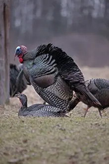 Nuts: Wild Turkey (Meleagris gallopavo) - Wild Turkeys