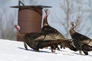 Gobbler: Wild Turkey in Snow