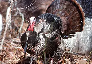 Turkeys: WILD TURKEY - with tail feathers displayed