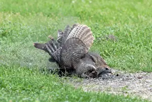 Intermedia: Wild Turkey Taking Dust Bath