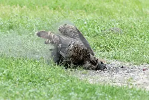 Intermedia: Wild Turkey Taking Dust Bath