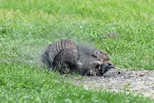 Meleagris: Wild Turkey Taking Dust Bath