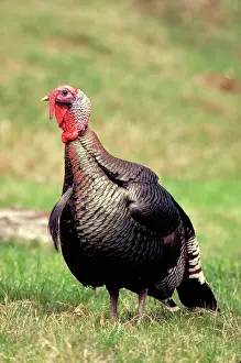 Wattles: Wild Turkey Tom