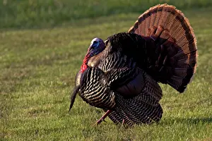 Cocks: Wild Turkey Tom