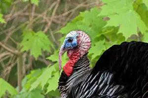 Toms: Wild Turkey - Tom or male