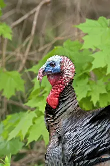 Toms: Wild Turkey - Tom or male