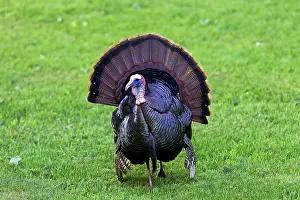Nearby: Wild Turkey - Tom or male courtship display for