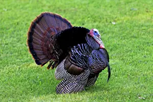 Nearby: Wild Turkey - Tom or male courtship display for