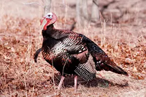 Wattles: WILD TURKEY - side view