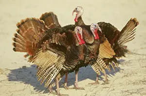 Cumberland: Wild Turkeys