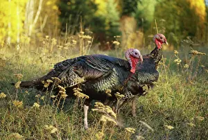 Turkeys: Wild Turkeys