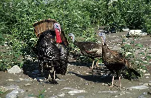 Turkeys: Wild Turkeys