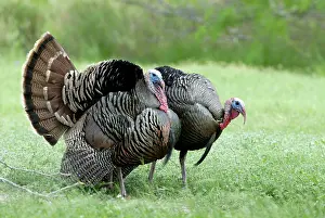 Intermedia: Wild Turkeys Displaying